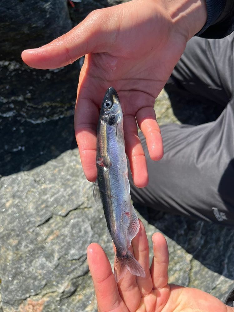 Island: Vorschlag für Capelin-Quote 2025/26 von 43.766 Tonnen