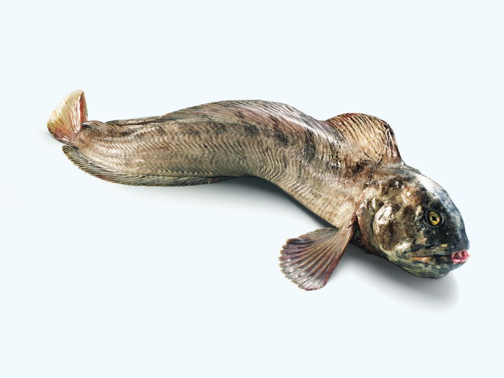 Neues Projekt zur Aquakultur von Steinbeißer