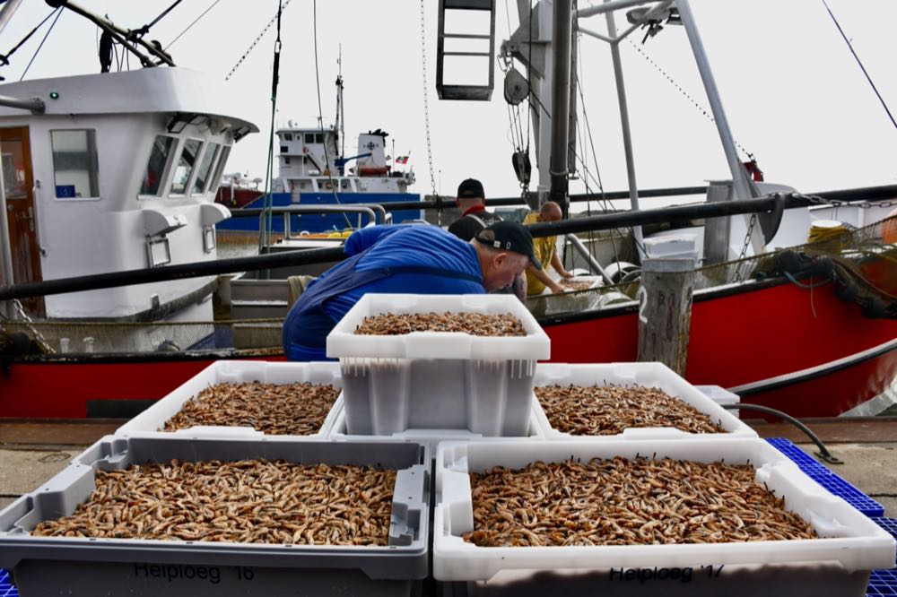 Nordseekrabben: Derzeitige Rekordfänge könnten Preise drücken