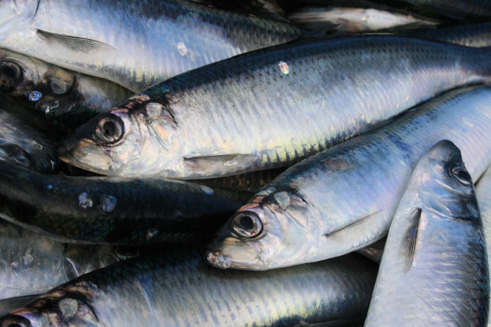 Auch 2026 bleibt die gezielte Fischerei auf Hering in der westlichen Ostsee grundsätzlich geschlossen, ebenso wie auf Dorsch. 2026 keine neuen Einschränkungen für die Ostseefischerei