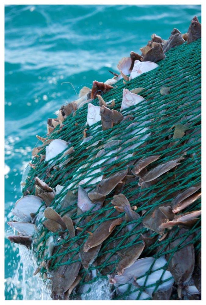 Ostseefischerei: 2026 keine weiteren Einschränkungen