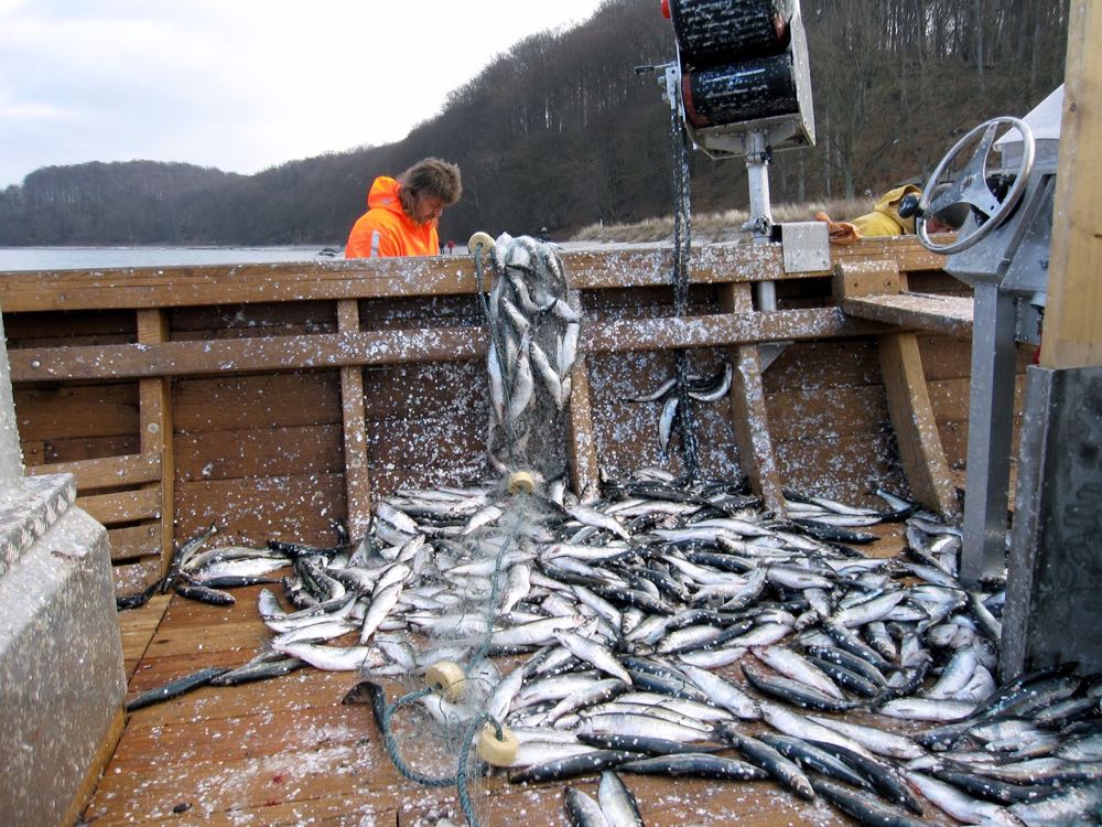 Ostseefischerei: 2026 keine weiteren Einschränkungen