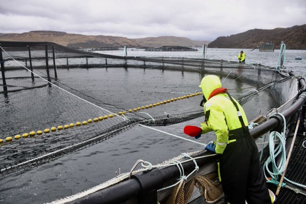 Schottland erntete im letzten Jahr 27 Prozent mehr Lachs