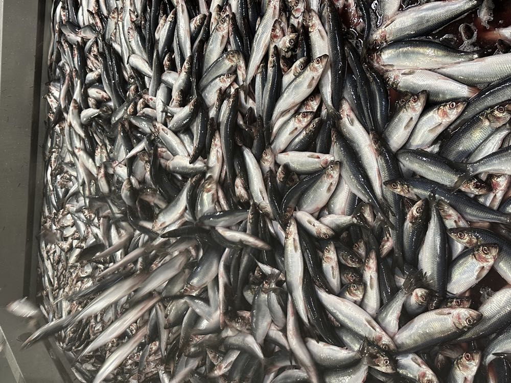 Dänemark: Guter Start in die Heringssaison