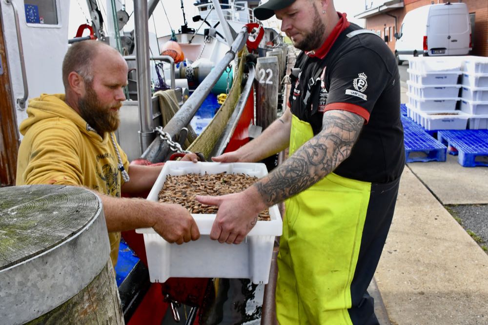 Nordseekrabben: "Jetzt gibt es sie im Überfluss"