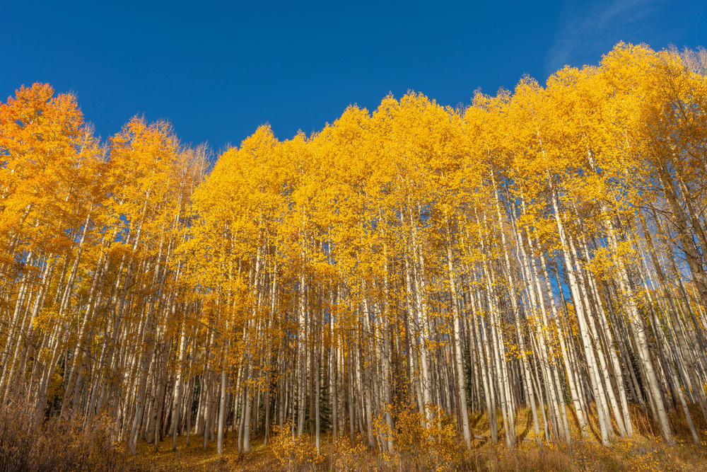 Zitterpappel ist Baum des Jahres 2026