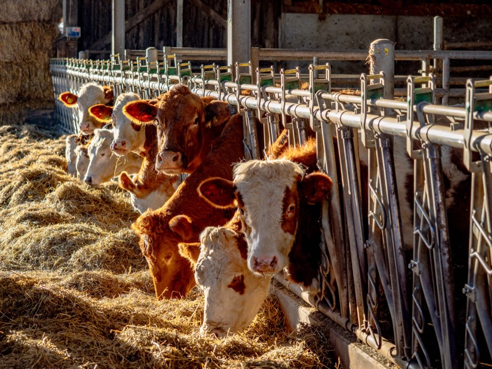 Tierwohl-Umfrage: Mehrheit achtet auf Haltung und Herkunft