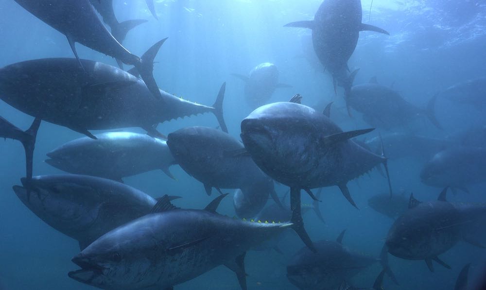 Belgien: Roter Thun gefangen, aber keine Quote