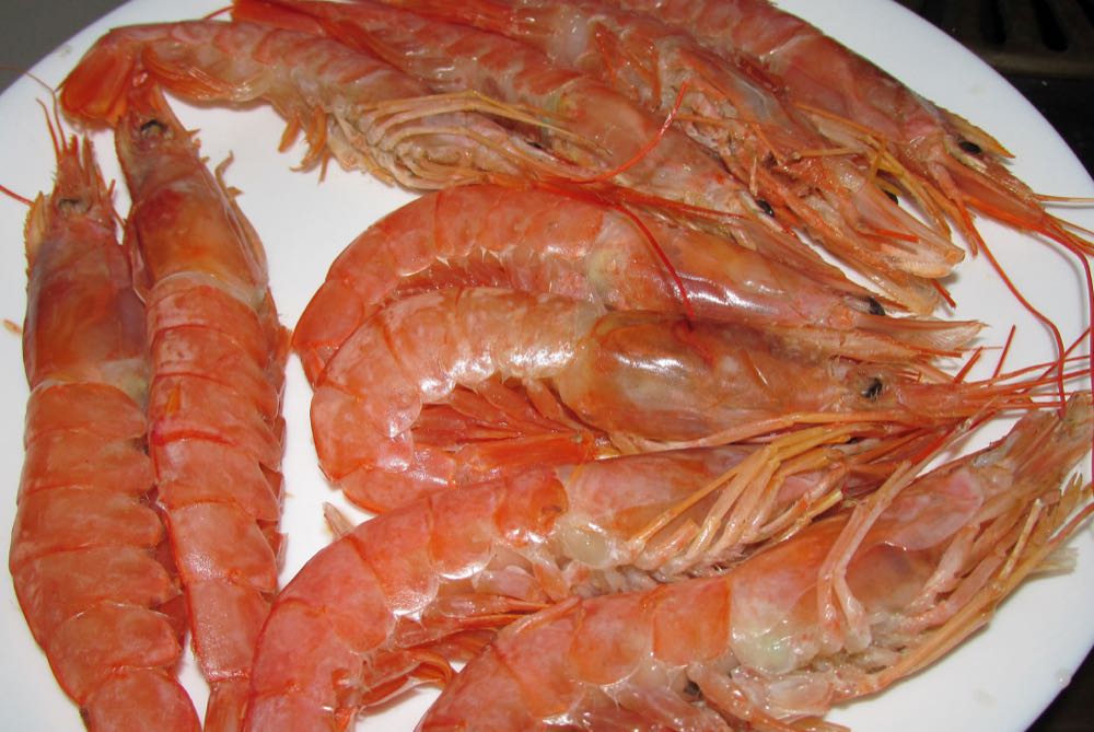 Argentinien: Chubut meldet Rekordfänge an Rotgarnele