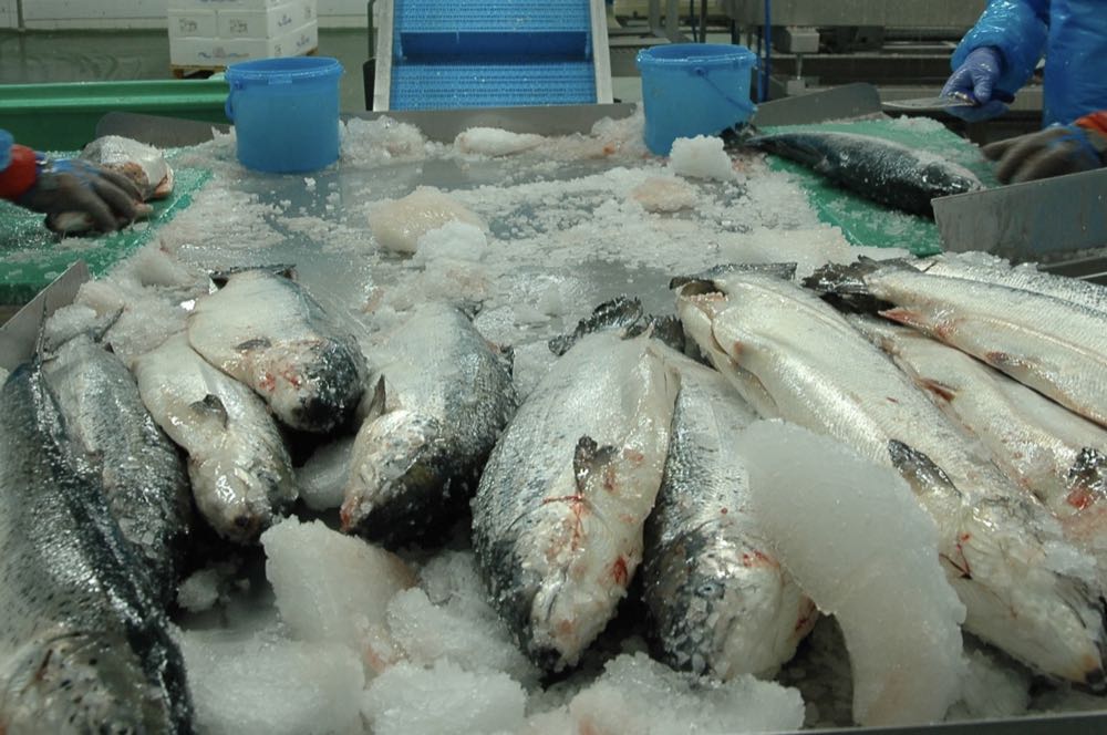 Norwegen: Lachspreise unter Druck