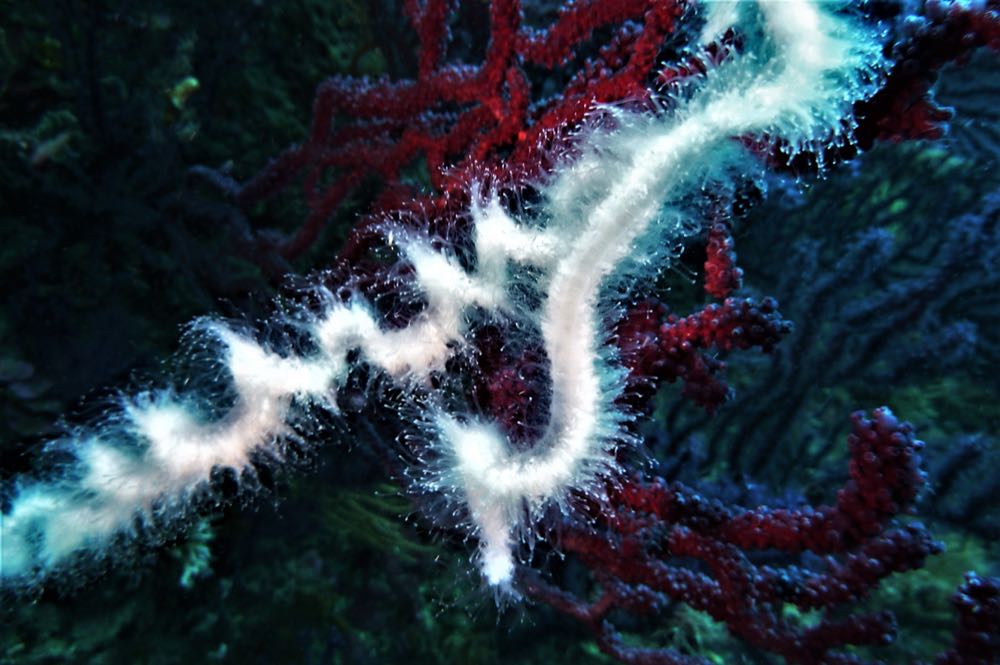 Norwegen: Fischer sollen bei Entdeckung von Quallen helfen