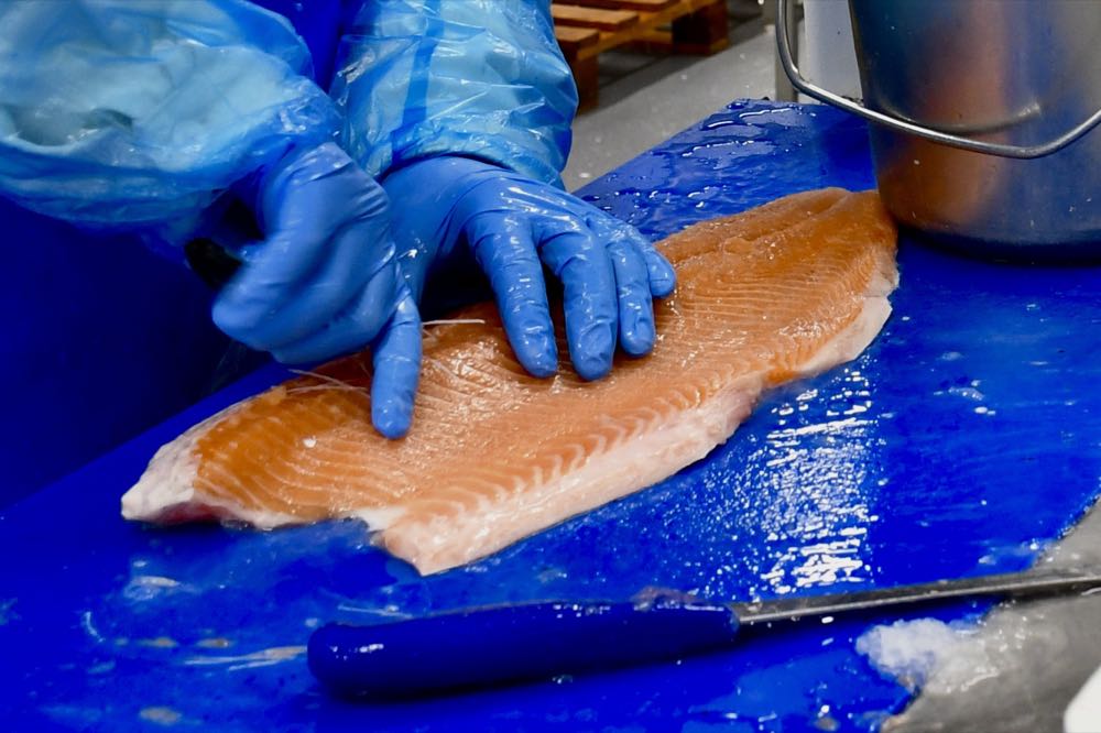 Norwegen: "Produktionsfisch" wird offenbar illegal exportiert