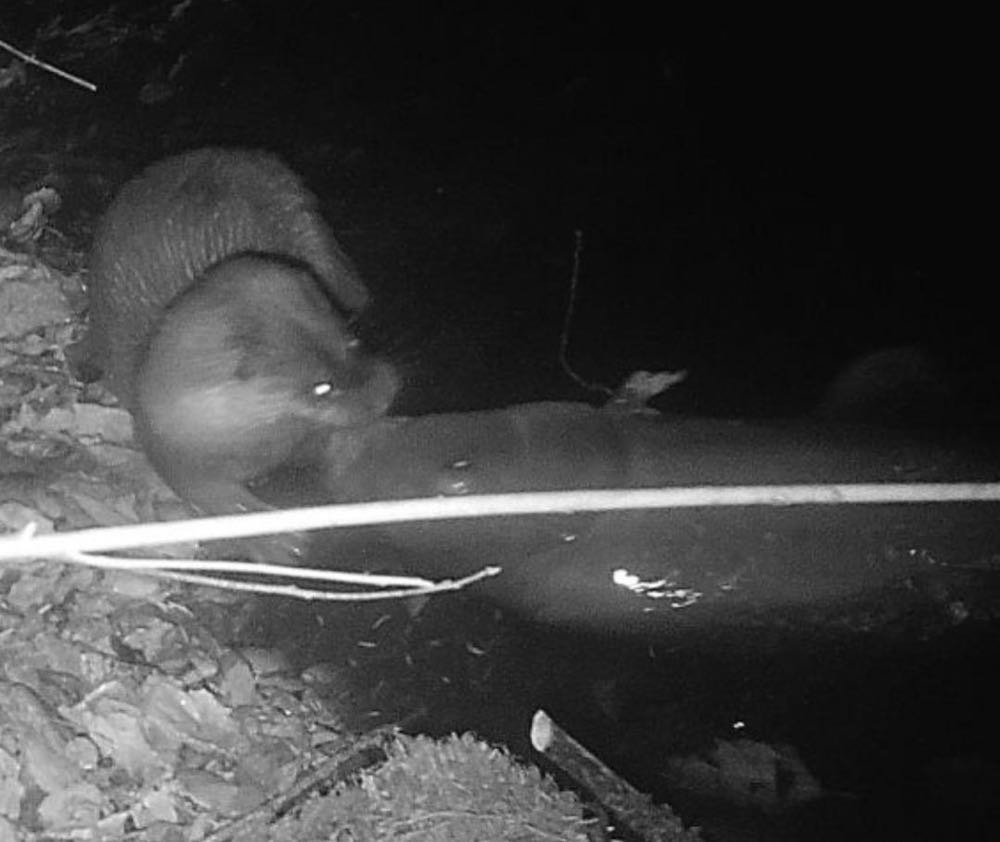 Bayern: Otter-Schäden bewegen Fischzüchter zur Betriebsaufgabe