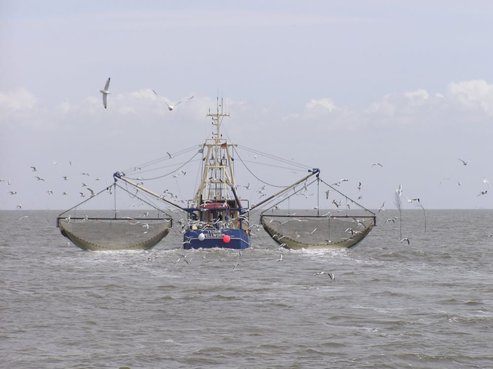Nordseekrabben: Niederländer fischen illegal