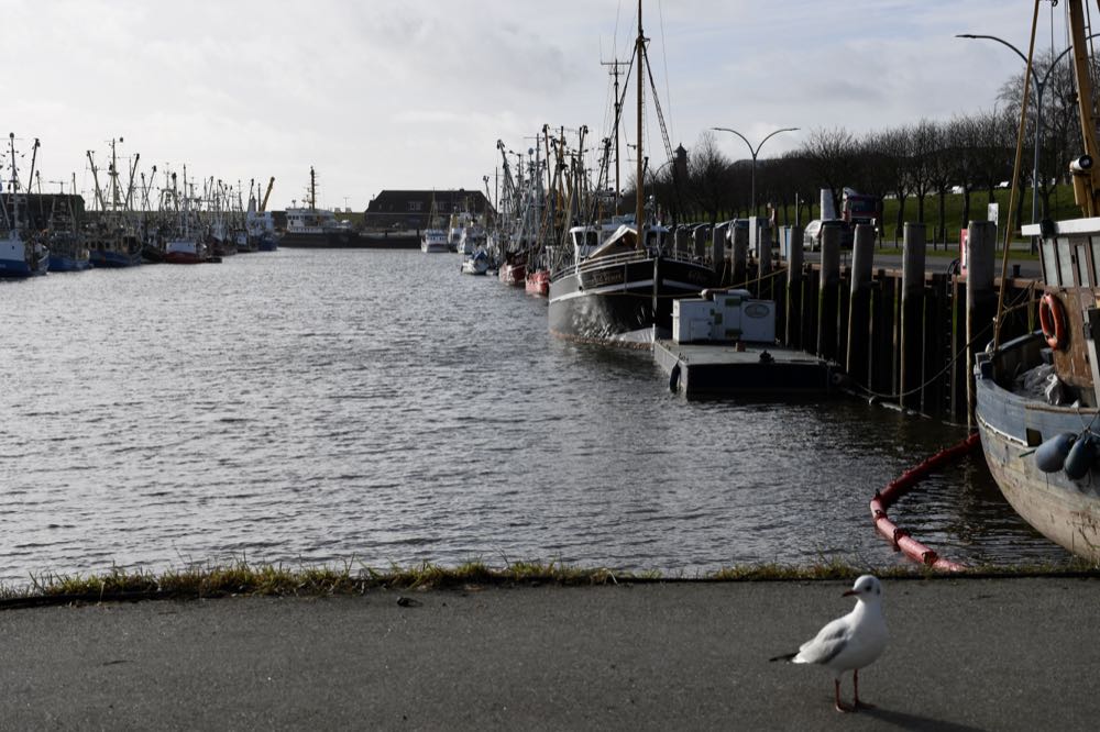 Krabbenfischerei: 20 Millionen Euro für Stilllegungen