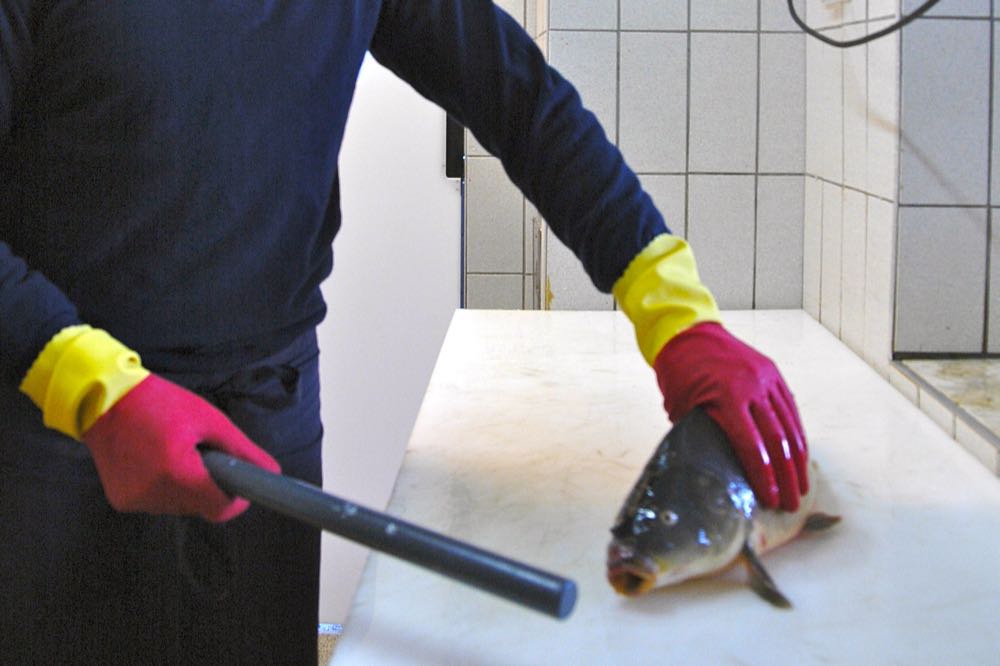 Metro optimiert weltweit seine Tierwohl-Politik für Fisch und Meeresfrüchte