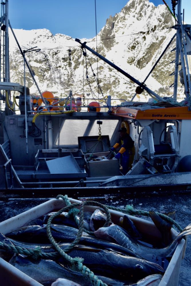 Nordsee-Fangquoten: "Es wird ein herausforderndes Jahr 2026"