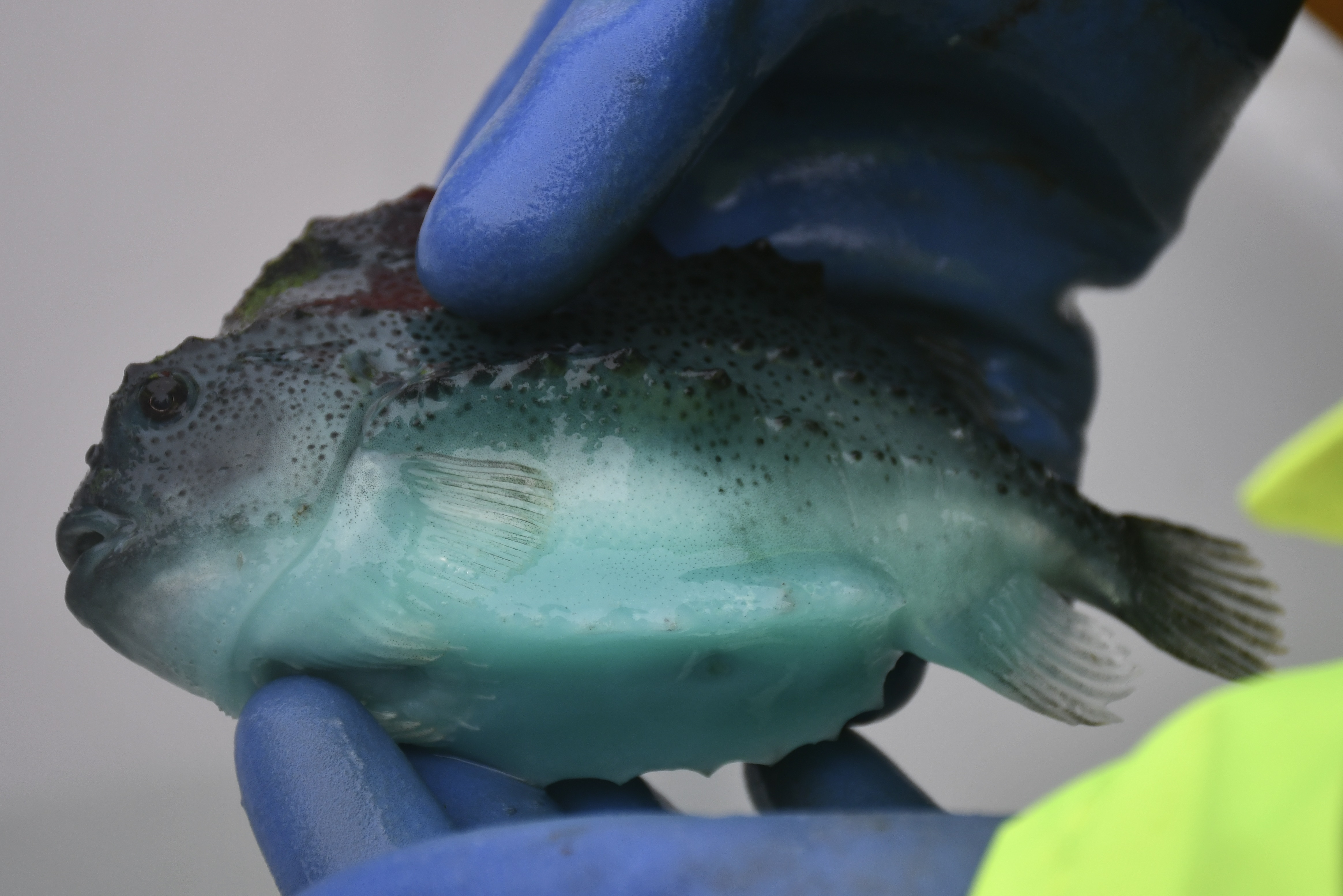 Lachszucht: Läuse verursachen Kosten von bis zu 3,5 Mrd. Euro