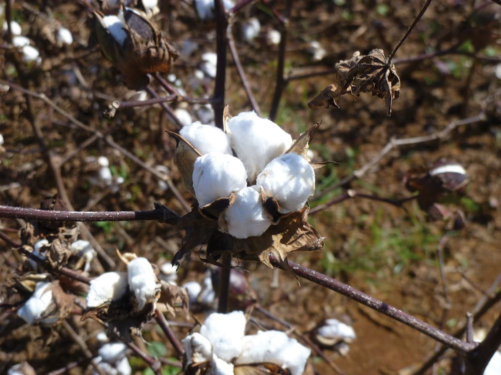 Internationale Baumwoll-Konferenz: Recycelte Fasern im Fokus