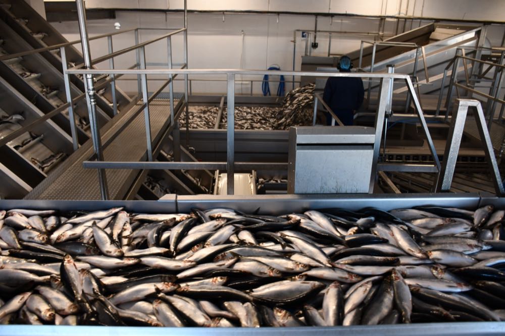 Fangquoten: Weniger Kabeljau, Hering und Seelachs