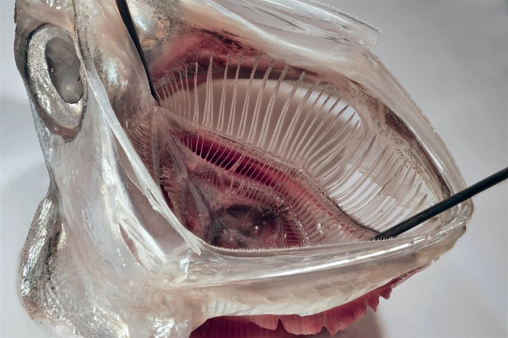 Fische helfen gegen Mikroplastik