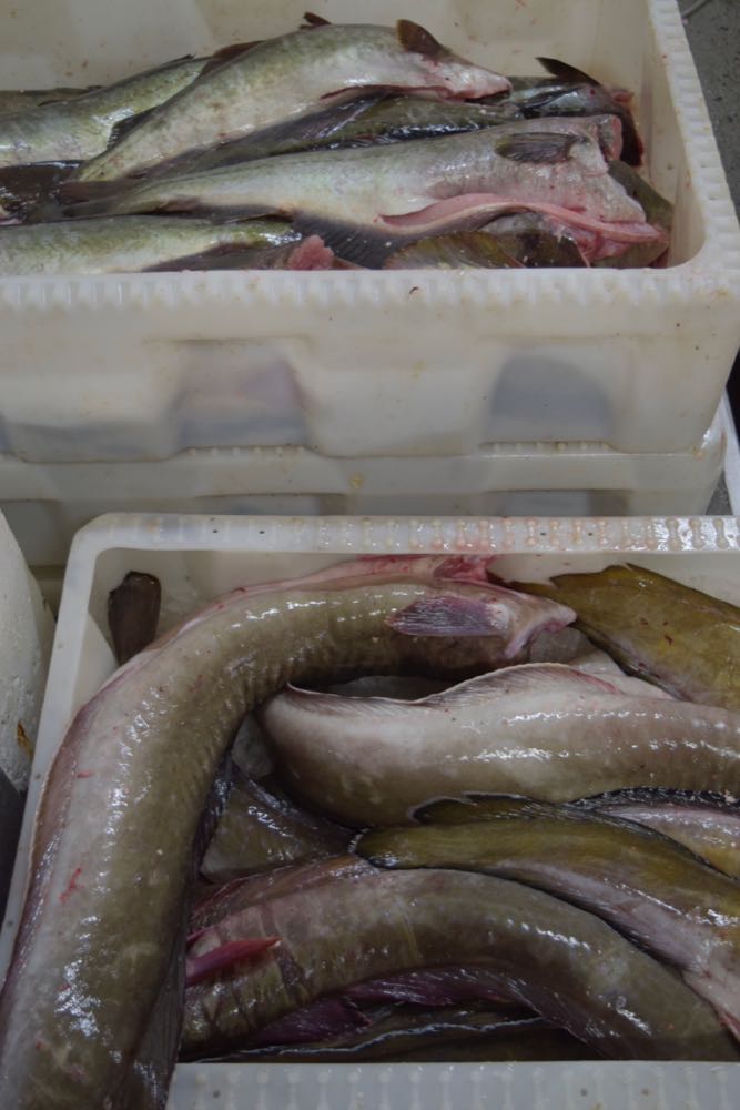 Barentssee: Norwegen und Russland einigen sich auf Weißfisch-Quoten