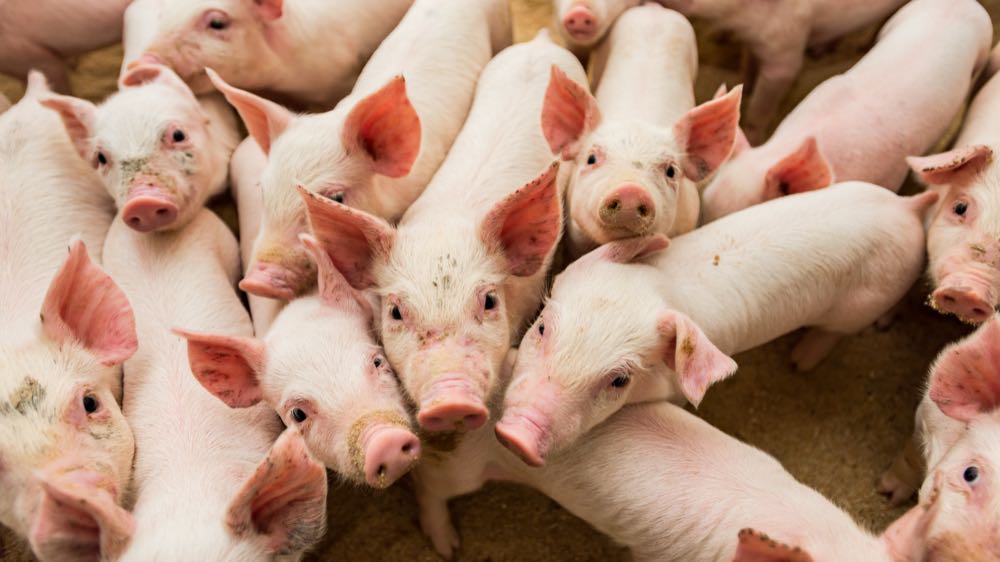 Zahl schweinehaltender Betriebe laut Destatis anhaltend rückläufig