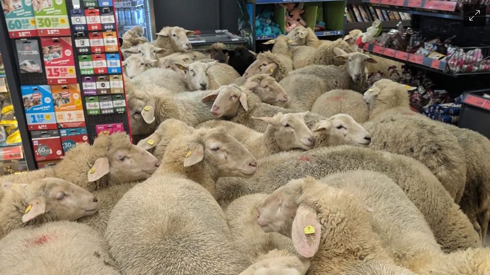 Chaos bei Penny: Rund 50 Schafe stürmen Discounter
