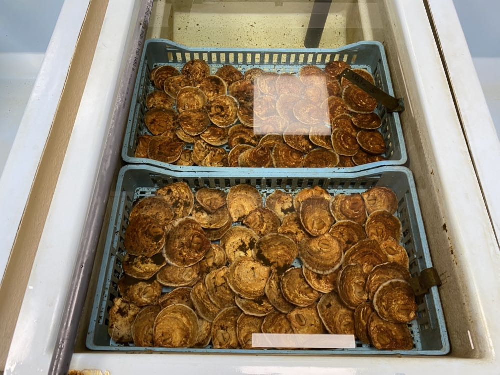 Bremerhaven: Thünen-Institut bereitet Ansiedlung der Europäischen Auster vor