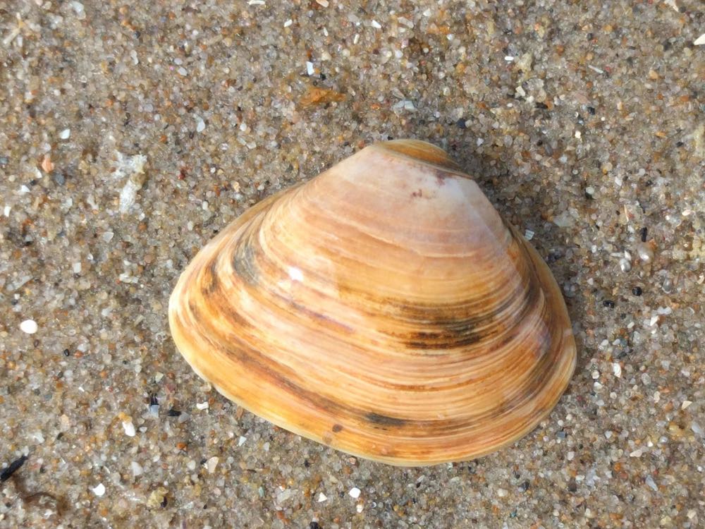 Niederlande: Fischerei auf Trogmuscheln ist MSC-zertifiziert