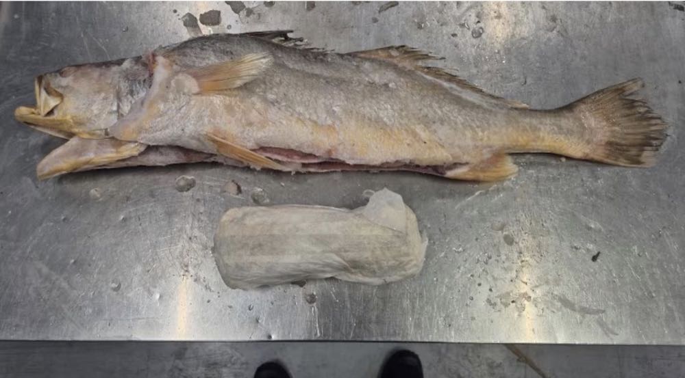 Niederlande: 319 Kilo Kokain in Tiefkühlfisch aus Surinam