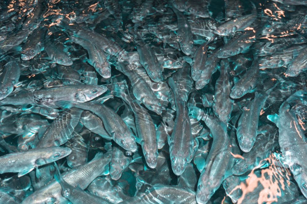 Seawater Cubes meldet Insolvenz an – und sucht Investoren