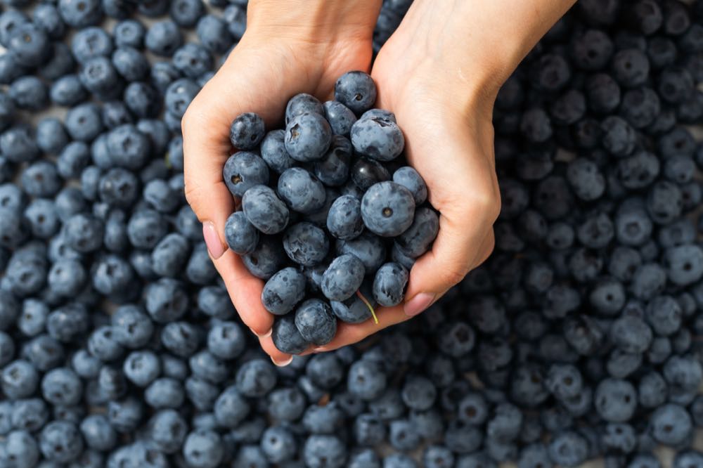 Strauchbeerenernte 2025 auf Rekordniveau