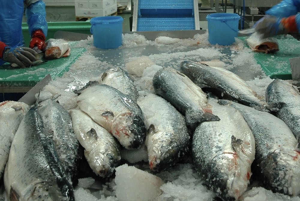 Norwegen: Lachspreise eingebrochen