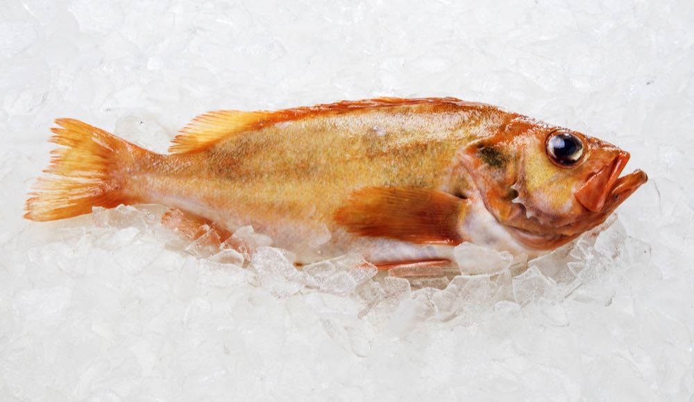 Goldbarsch statt Rotbarsch: Island setzt auf klare Handelsbezeichnung