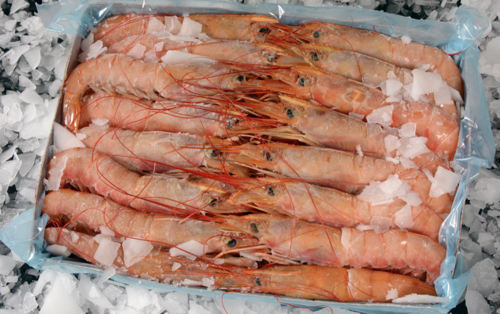 Argentinien: Weniger Shrimps, mehr Squid, Seehecht blieb stabil