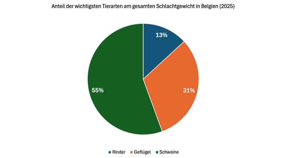 Belgische Schlachtzahlen 2025: Schweine stabil, Rinder rückläufig