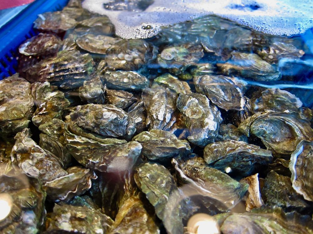 USA: Größte Austern-Zucht erhält ASC-Zertifizierung