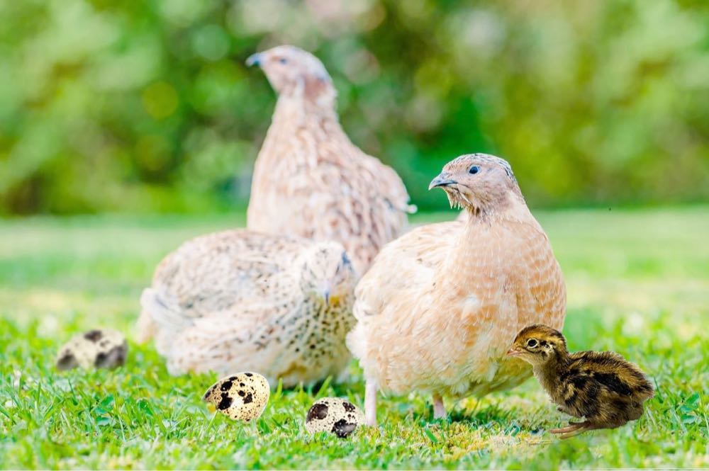 R&S bietet Wachteln aus den Vogesen
