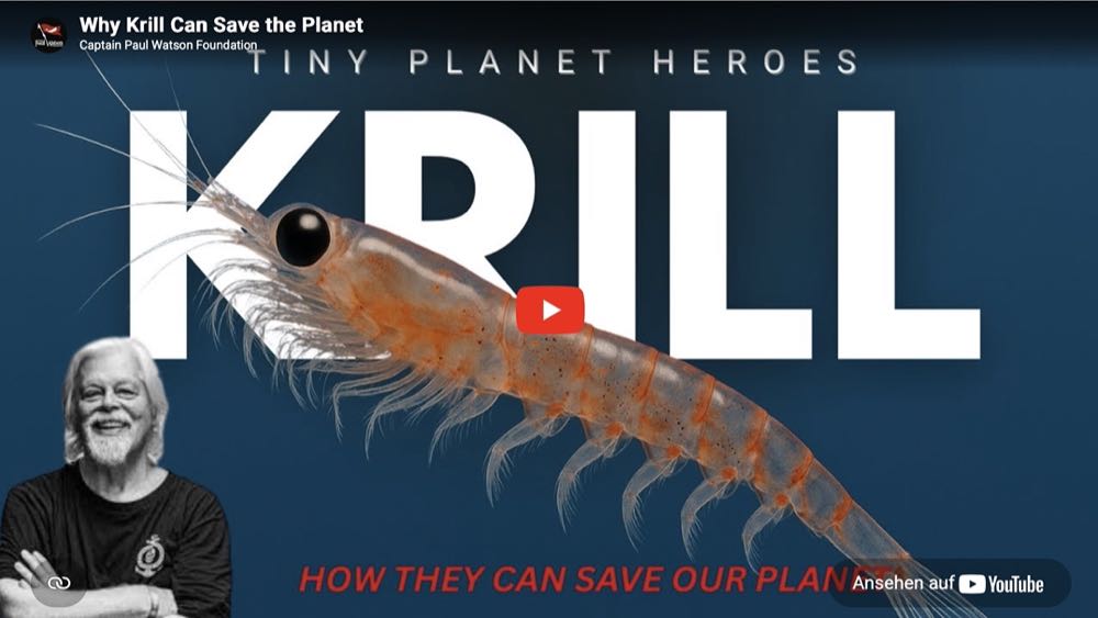 Antarktis: Umweltaktivitisten rammen Krill-Trawler