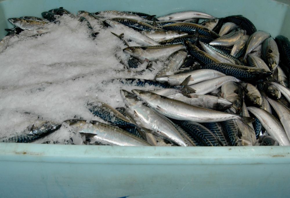 Makrele: EU ignoriert ICES-Empfehlung