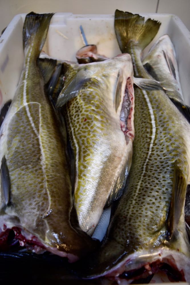 Norwegen: Kabeljau – Preise auf Rekordniveau, Exporte brechen ein