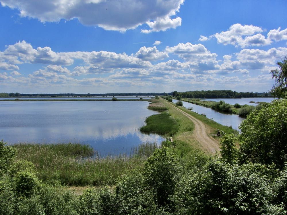 Mecklenburg: Brandenburger Karpfen für die Lewitz-Teiche