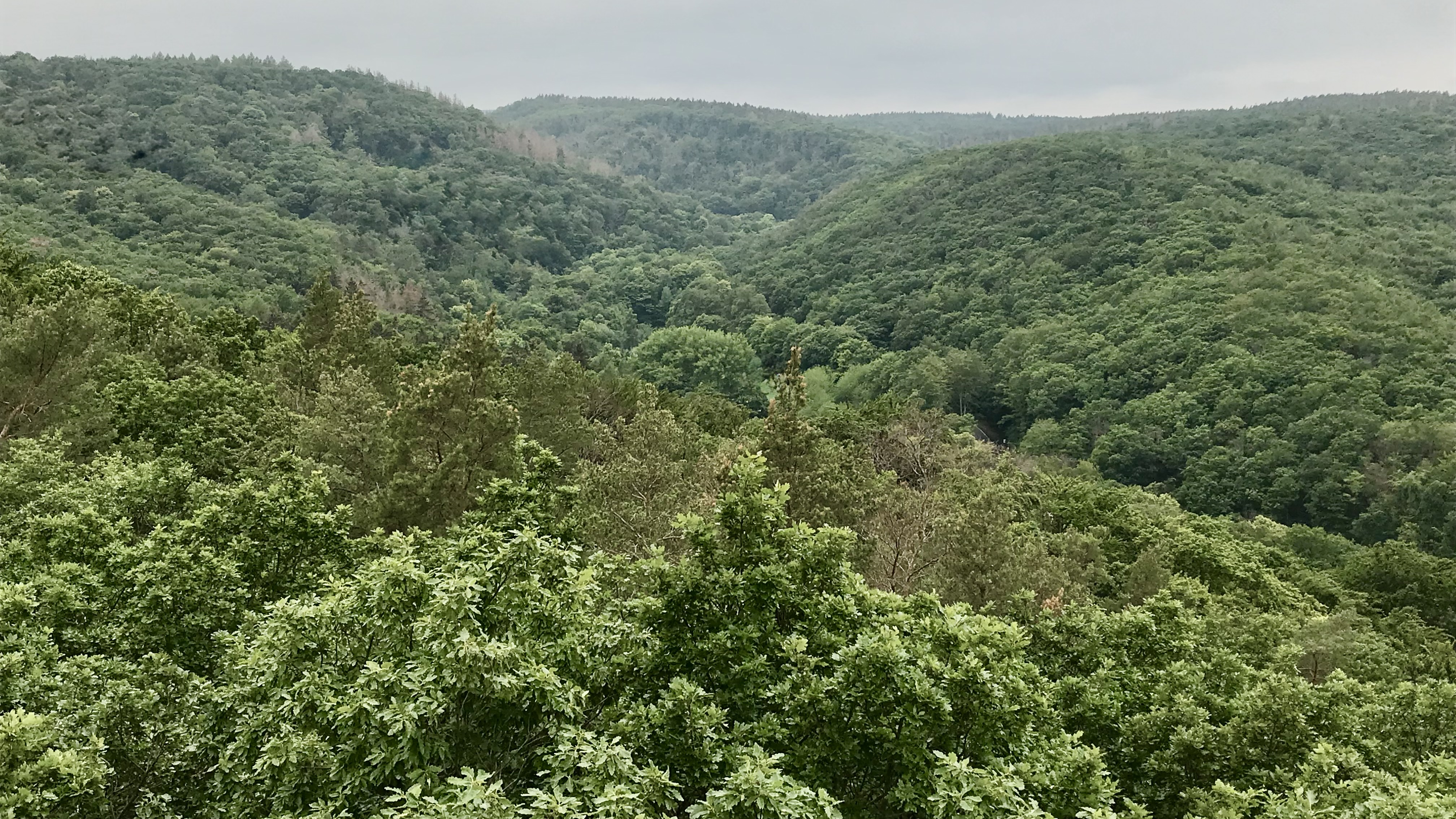 Waldstrategie NRW: Industrie fordert Priorität für Holznutzung