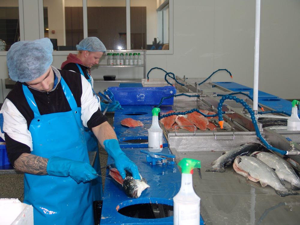 Niederlande: Fix-Fisch wirbt mit "Tag der offenen Tür" um Nachwuchs
