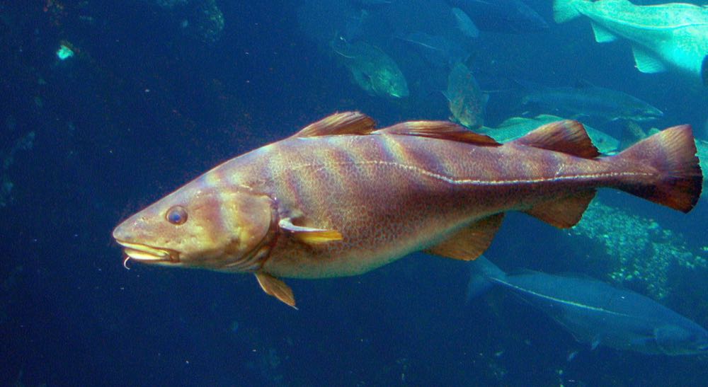 Kanada: Kabeljau-Fischerei startet MSC-Verfahren