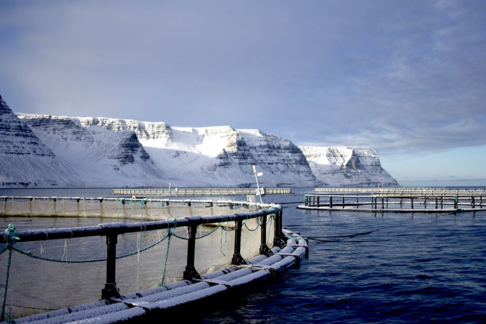 Island: "Storytelling" soll Lachs-Export stärken