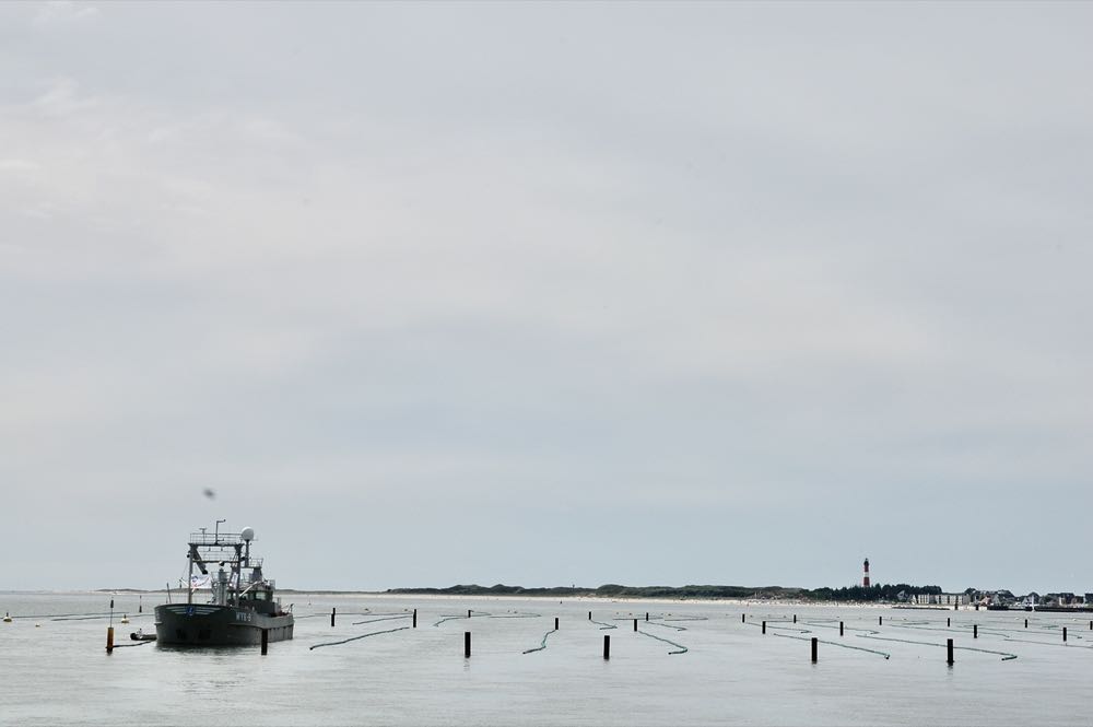 Niederlande: Muschelsaison endet mit 34 Prozent plus