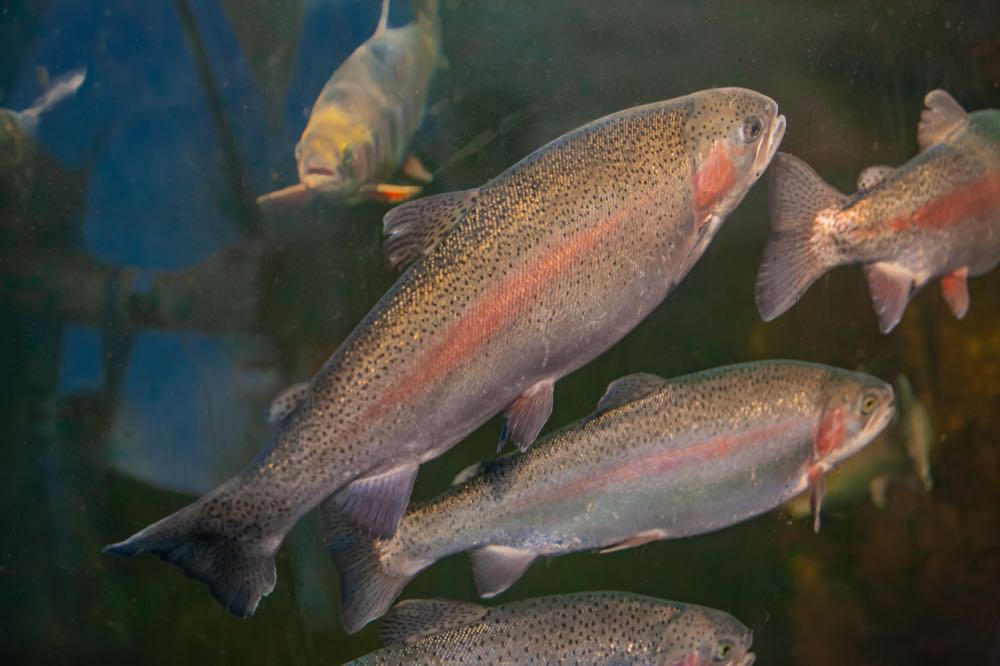 Leichter Rückgang für Fisch aus deutscher Aquakultur