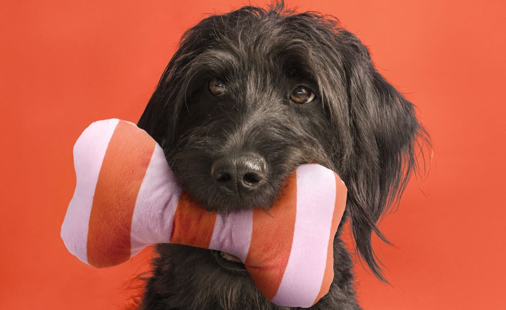 Ikea erlaubt Hunde in Einrichtungshäusern
